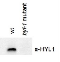 HYL1 | Hyponastic leave phenotype ds-RNA binding protein in the group Antibodies for Plant/Algal  / DNA/RNA/Cell Cycle / microRNA at Agrisera AB (Antibodies for research) (AS06 136)